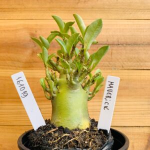 1610 19 Arabicum Maverick - F2 12 meses