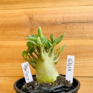 1610 15 Arabicum Pbn Soco - F2 12 meses