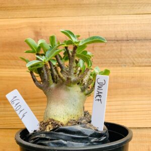 1610 14 Arabicum Dwarf - F2 12 meses