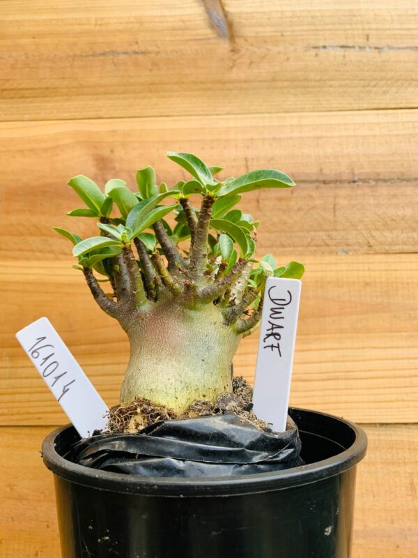 1610 14 Arabicum Dwarf - F2 12 meses