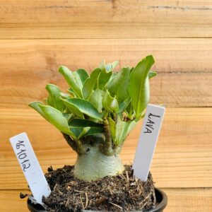 1610 12 Arabicum Lava - F2 12 meses