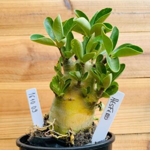 1610 09 Arabicum Hésfero - F2 12 meses