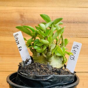 1610 05 Arabicum Popeye - F2 12 meses