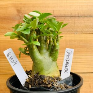 1610 04 Arabicum Dhofarense - F2 12 meses