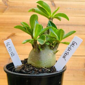 1610 02 Arabicum Galvatron - F2 12 meses