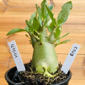 1610 01 Arabicum Zeus - F2 12 meses