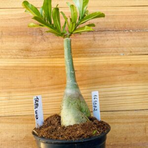 1610 02 Rosa do Deserto Triple Wish