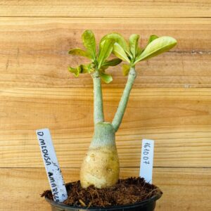 1610 07 Rosa do Deserto Medusa Amarela