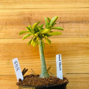 1610 34 Rosa do Deserto Buque Branca