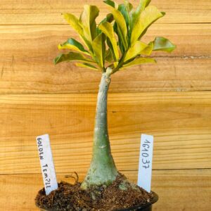 1610 37 Rosa do Deserto Golden Temple