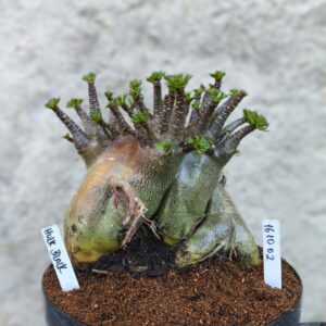 1610 02 Arabicum Hulk Black - Adulta