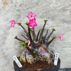 1610 06 Arabicum Javali Black - Adulta