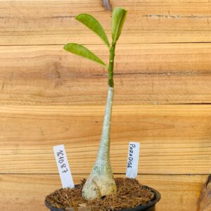 1610 87 Rosa do Deserto Paradise