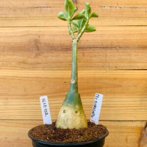 1610 102 Rosa do Deserto Céu Estrelado