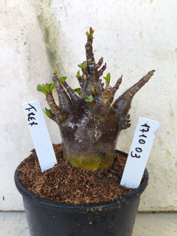 1710 03 Arabicum T-rex - F2 12 meses - VITRINE