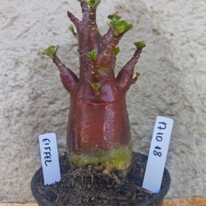 1710 18 Arabicum Eiffel - F2 12 meses - VITRINE