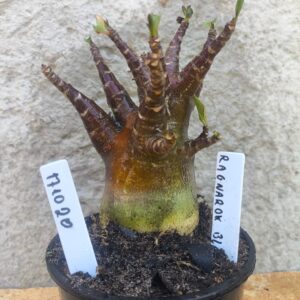 1710 20 Arabicum Ragnarok Black - F2 12 meses - VITRINE