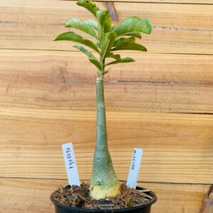 1610 141 Rosa do Deserto Mileide