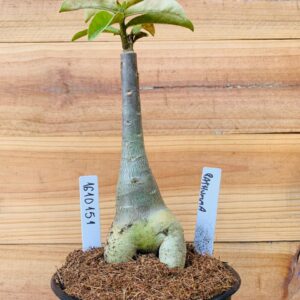 1610 151 Rosa do Deserto Pathumma