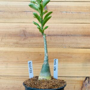 1610 155 Rosa do Deserto Purple Eyes