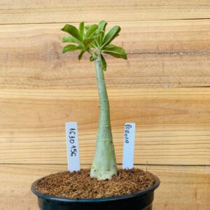 1610 156 Rosa do Deserto Perola