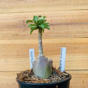 1610 163 Rosa do Deserto Viuva Negra Dobrada