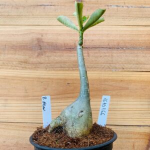 1610 166 Rosa do Deserto P-neon