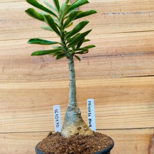 1610 170 Rosa do Deserto Cristata Pink