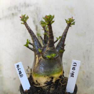 1710 108 Arabicum Asgard - F2 12 meses - VITRINE
