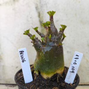 1710 109 Arabicum Aeung - F2 12 meses