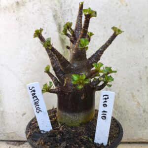 1710 110 Arabicum Spartacus - F2 12 meses