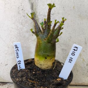 1710 101 Arabicum Optmus Prime - F2 12 meses
