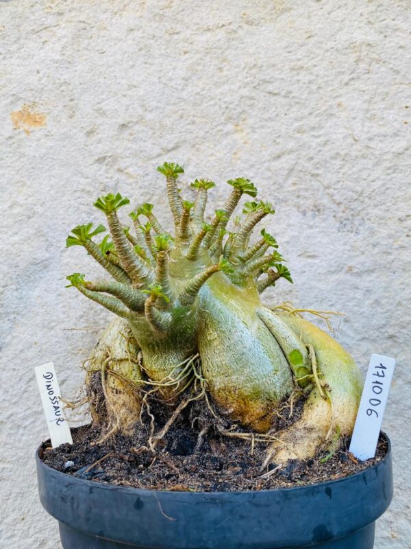 1710 06 Arabicum Dinossaur - Adulta