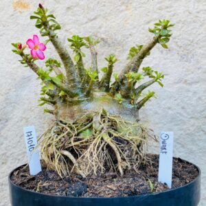 1710 10 Arabicum Dwarf  - Adulta