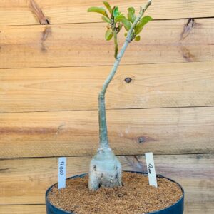 1710 02 Big Caudex Peony