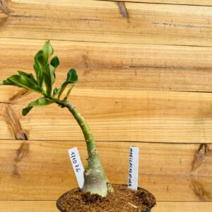 1710 76 Rosa do Deserto Magical Feather