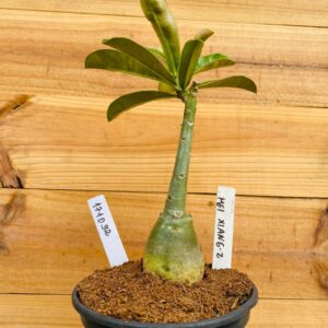 1710 92 Rosa do Deserto Mei Xiang 2