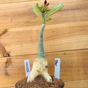 1710 124 Rosa do Deserto Ziyan