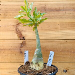 1710 126 Rosa do Deserto Girassol