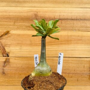 1810 30 Rosa do Deserto Van Helsing