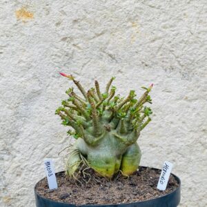 1810 03 Arabicum Mércurio  - Adulta
