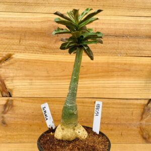 1810 51 Rosa do Deserto Isreala