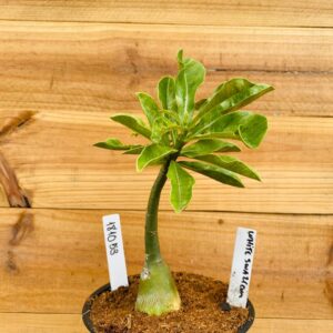 1810 53 Rosa do Deserto White Swazicum