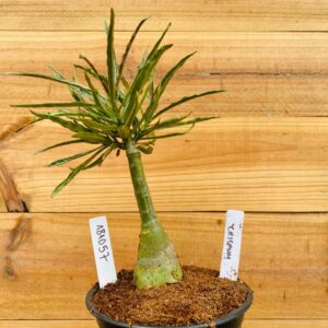 1810 57 Rosa do Deserto Crispum