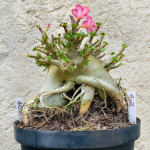 1810 06 Arabicum Bizão - Adulta