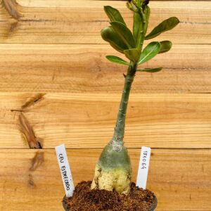 1810 64 Rosa do Deserto Céu Estrelado