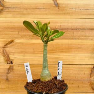 1810 66 Rosa do Deserto Amor de Mãe