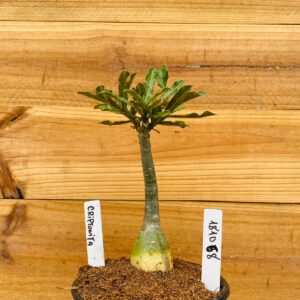 1810 68 Rosa do Deserto Criptonita