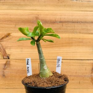 1810 34 Rosa do Deserto Coral Angel