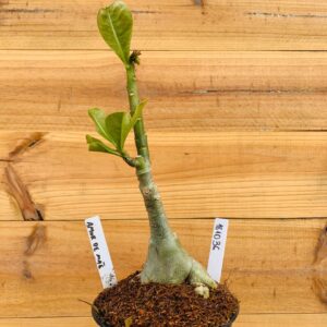 1810 36 Rosa do Deserto Amor de Mãe